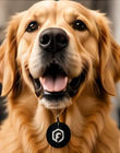 Un golden retriever porte une médaille personnalisée avec le symbole Forge 3D.
